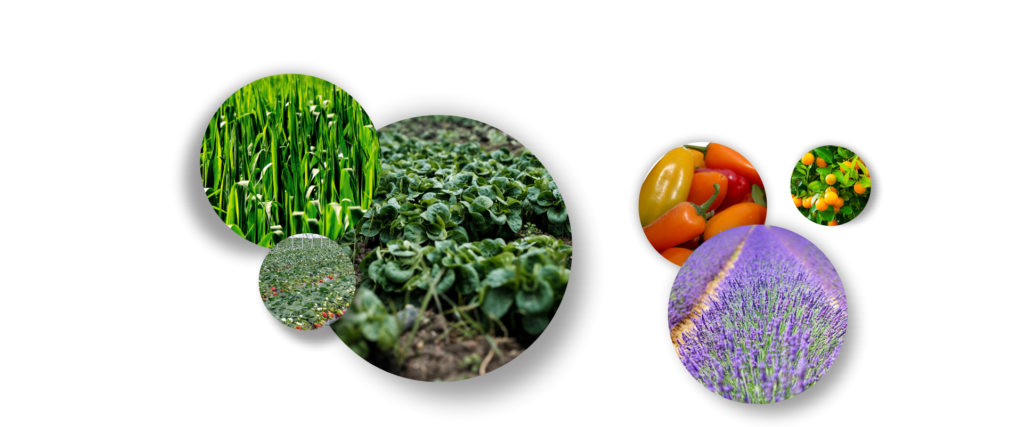 vitabloom,fertilizantes organicos,abono,enmienda,mejoradores de suelo,agricultura,jardineria,flores,plantas,pasto