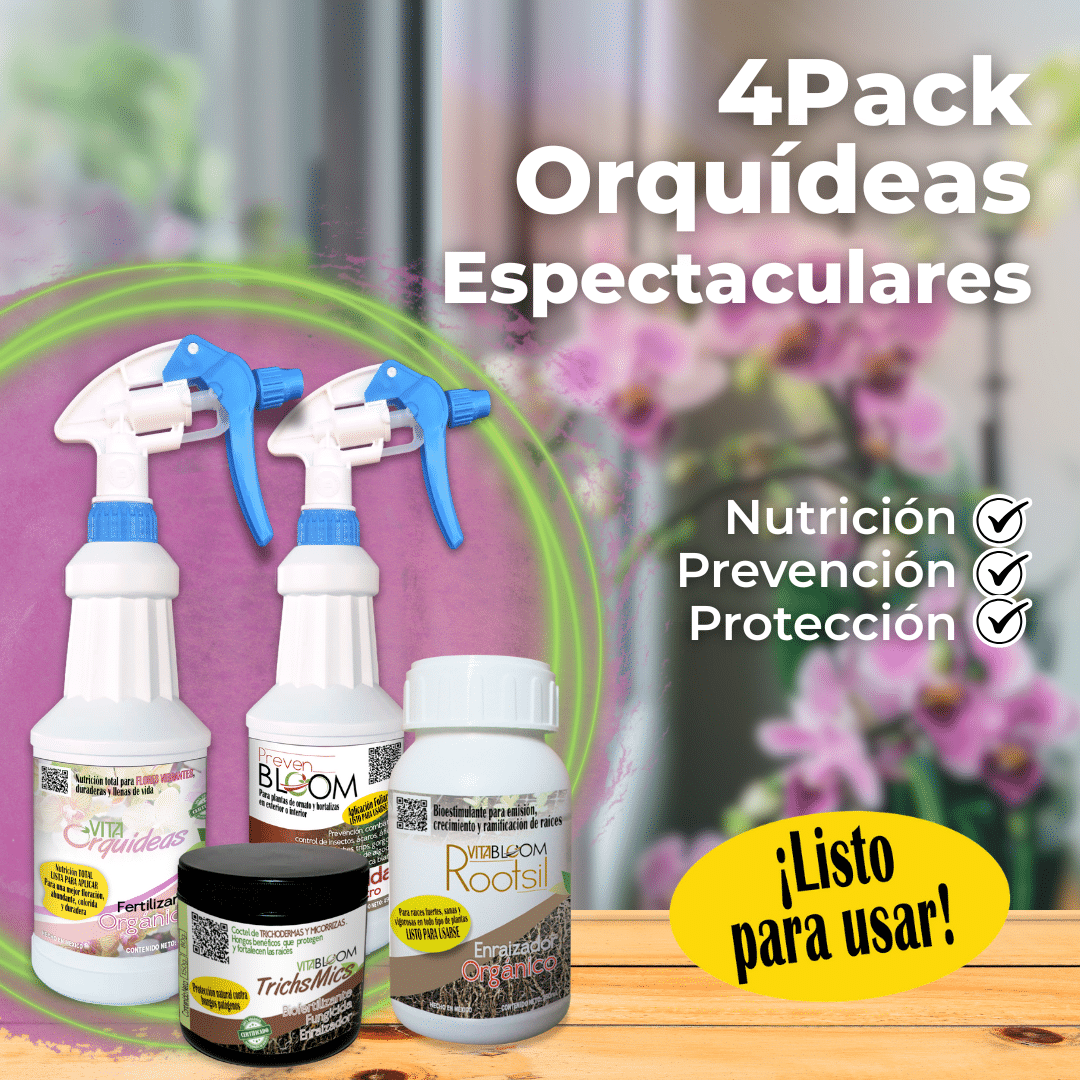 4PACK Orquídeas Espectaculares